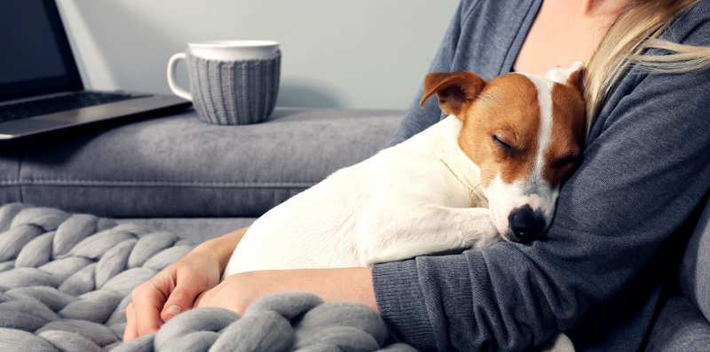 woman keeping jack russel dog safe in winter with Crimsafe